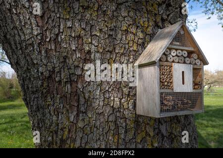 Insect hotel on a thick tree trunk Stock Photo