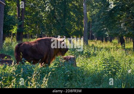 European bison stands near a tree in the forest in summer Stock Photo