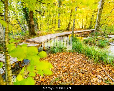Pretty Plitvice lakes national park, Croatia Autumnal Autumn Fall season with lot of fallen leaves on ground Yellow-Green vegetation branch leaf Stock Photo