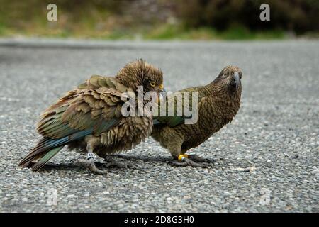 Close-up portrait of two tagged Kea birds, the world's only true alpine parrot, South Island New Zealand Stock Photo