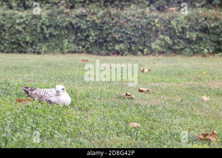 Seagull sits on green grass lawn on park in Istanbul Turkey Stock Photo