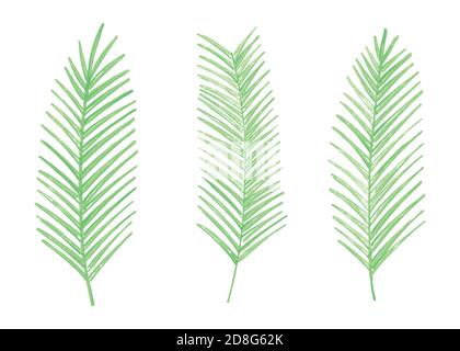 Green watercolor palm leaves. Set of 3 watercolor palm leaves. Vector illustration isolated on white background. Stock Vector