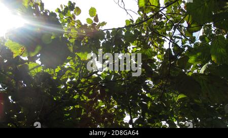 Sun lights coming through tree branches and leaves from the blue bright sky Stock Photo