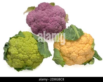 colored cauliflower path isolated on white top view Stock Photo