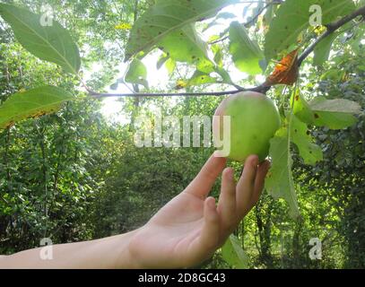 Close up child hand touching gently to the apple fruit on a tree Stock Photo
