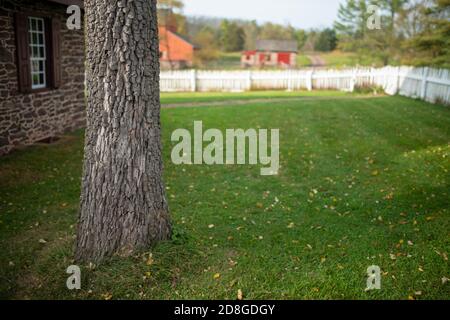 Rouh tree trunk off center in green yard with defocused copy space. Stock Photo