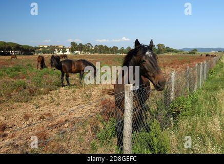 Alberese (Gr), Italy, some horses grazing in the Maremma Regional Park Stock Photo