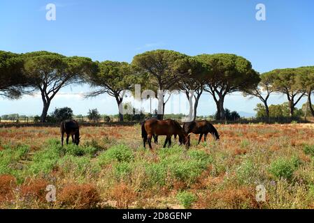 Alberese (Gr), Italy, some horses grazing in the Maremma Regional Park Stock Photo