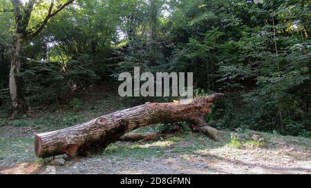 Single big tree stump, dead tree laying on the green grass forest ground Stock Photo