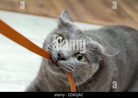 Cute grey cat biting playing leather cord wire very expressive angry playful Stock Photo