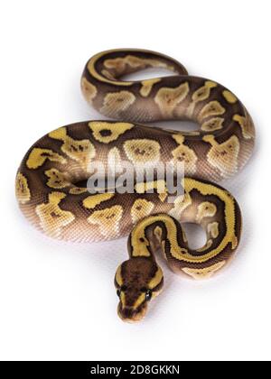 Baby female Lesser Pastel Ballpython aka Python Regius. Top view. Isolated on white background. Stock Photo