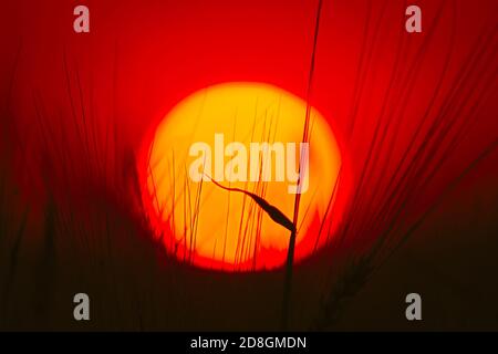 Summer Sun Shining Through Young Wheat Sprouts. Sunset Sunrise Sun. Close up Stock Photo