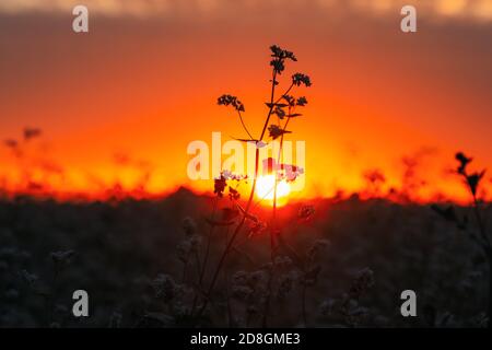 Summer Sun Shining Through Young Fagopyrum flowering plant Sprouts. Sunset Sunrise Sun. Close up. Green manure From Family Polygonaceae Stock Photo