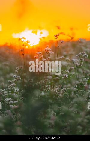 Summer Sun Shining Through Young Fagopyrum flowering plant Sprouts. Sunset Sunrise Sun. Close up. Green manure From Family Polygonaceae Stock Photo
