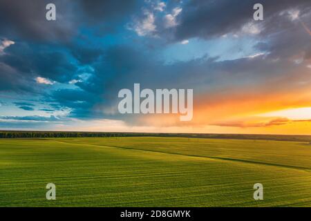 Aerial View Countryside Rural Green Field Landscape With Young Wheat Sprouts In Spring Summer Sunset. Agricultural Field. Young Wheat Shoots And Stock Photo