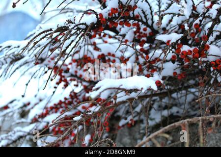 a snow covered cotoneaster plant, with red  berries Stock Photo