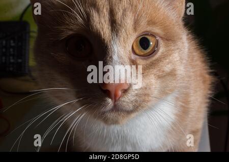 Portrait of a red-haired young cat on a dark background. Stock Photo