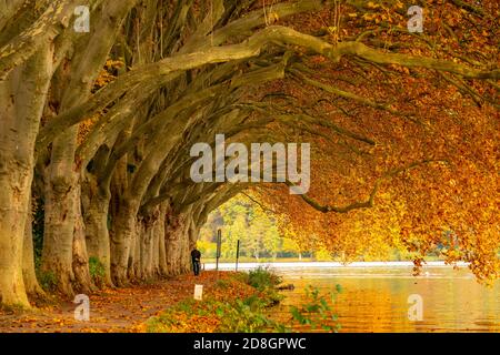 Plane tree alley, walking path along the shore of Baldeneysee lake, a reservoir of river Ruhr,  in Essen, autumn, NRW, Germany, Stock Photo