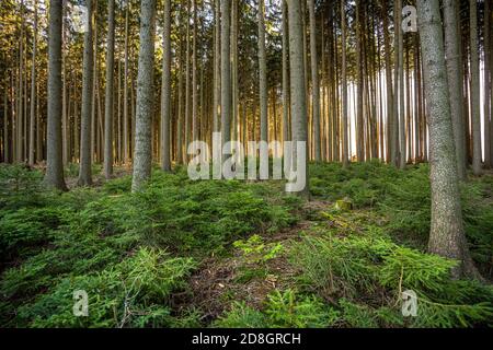 Calming dark forest scene with dark and creepy looking trees, sun glowing from side. Vibrant green bushes in the foreground Stock Photo