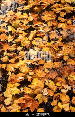 Bunter Blätter, Laub, im Herbst, schwimmen auf der Oberfläche eines Teichs, Stock Photo