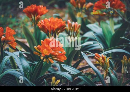 Flowers and buds of Clivia miniata commonly known as Natal lily or Bush lily
