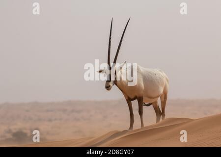 Arabian Oryx - Antelope in Dubai Desert Stock Photo