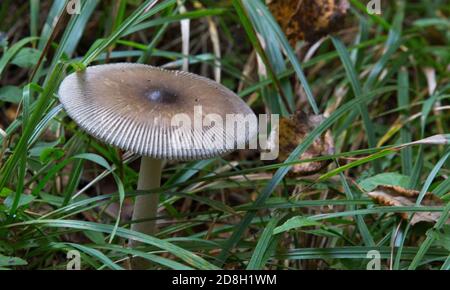 Amanita Fulva mushroom growing in a forest. Edible mushroom Stock Photo