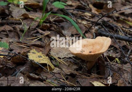 Mushroom called Clitocybe gibba. Glass-shaped mushroom in the autumn forest Stock Photo