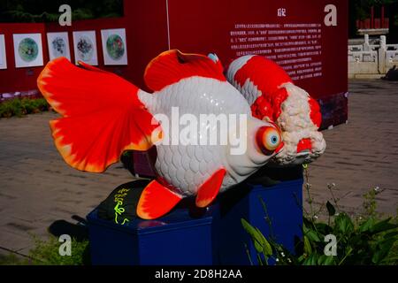 Over 70 kinds of goldfish including some rare species are presented at a goldfish exhibition in Beijing, China, 16 September 2020. Stock Photo