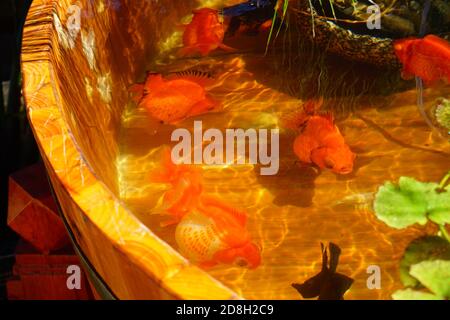 Over 70 kinds of goldfish including some rare species are presented at a goldfish exhibition in Beijing, China, 16 September 2020. Stock Photo