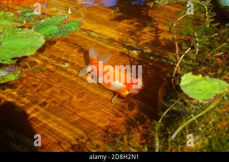 Over 70 kinds of goldfish including some rare species are presented at a goldfish exhibition in Beijing, China, 16 September 2020. Stock Photo