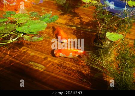 Over 70 kinds of goldfish including some rare species are presented at a goldfish exhibition in Beijing, China, 16 September 2020. Stock Photo