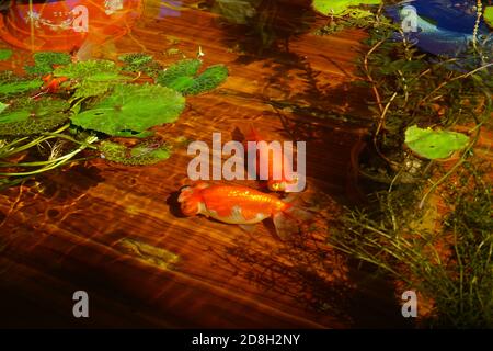 Over 70 kinds of goldfish including some rare species are presented at a goldfish exhibition in Beijing, China, 16 September 2020. Stock Photo