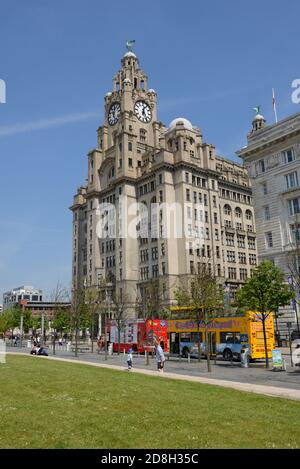 A Liver bird sits atop the clock tower on the 'Royal Liver Building', one of the 'three graces' in Port of Liverpool, England, UK, Europe Stock Photo