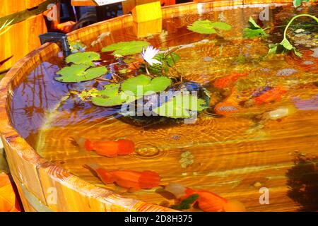 Over 70 kinds of goldfish including some rare species are presented at a goldfish exhibition in Beijing, China, 16 September 2020. Stock Photo