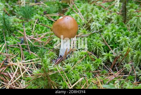 Tawny Grisette Amanita fulva on mossy grass. Mushroom at a young age is edible and delicious. Stock Photo