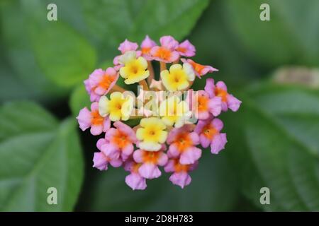 These small flowers commonly grow in the forest but cannot see any special.  But through the camera lens can understand nature hide something from us  Stock Photo - Alamy