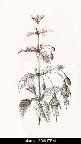 Fuchsia coccinea. 19th century engraving. Stock Photo