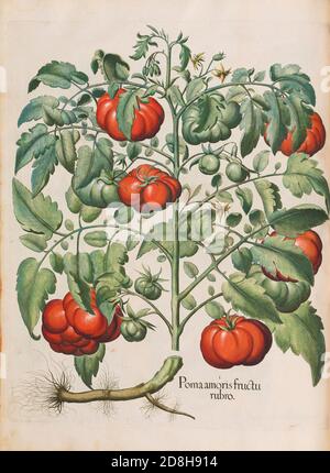 Tomatoes. Poma amoris fructu rubro, botanical illustration by Basil Besler from the The Hortus Eystettensis, produced by Basilius Besler in 1613. Stock Photo