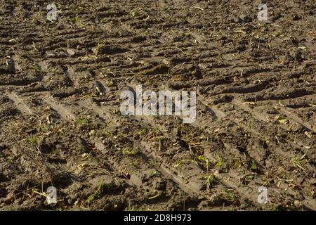 deep tire tracks or wheel tracks on wet soil after harvest Stock Photo