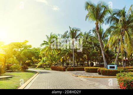 Path with paving slabs among palm trees in the garden. Palm grove in the tropics. Walking path in the garden in summer. Stock Photo