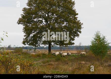 Sheep grazing in field under large tree. Horizontal composition, full frame Stock Photo