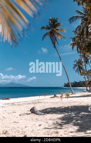 An empty heavenly beach with palm trees, white sand and turquoise blue water in marie galante, Guadeloupe Stock Photo