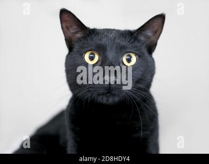 A black domestic shorthair cat with yellow eyes and dilated pupils Stock Photo