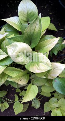 Epipremnum aureum or golden pothos or money plant also called as silver vine, Solomon Islands ivy, marble queen, and taro vine Stock Photo