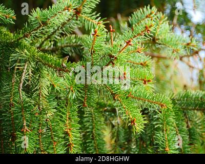 spruce branch with green coniferous needles swinging close-up Stock Photo