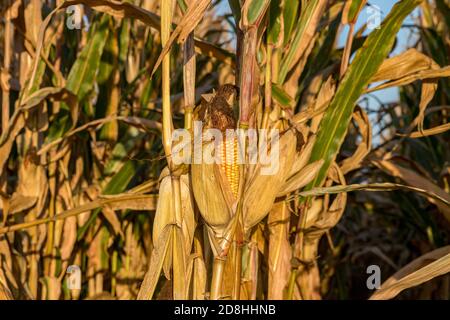 Closeup of ear of corn on brown cornstalk ready for harvest. Concept of harvest season, farming, agriculture, and ethanol. Stock Photo