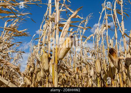 Closeup of ear of corn on brown cornstalk ready for harvest. Concept of harvest season, farming, agriculture, and ethanol. Stock Photo