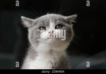 cute young blue white british shorthair kitten making a cute face Stock Photo