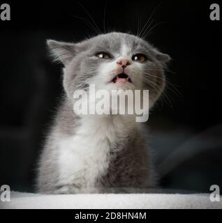 cute young british shorthait kitten with open mouth meowing Stock Photo